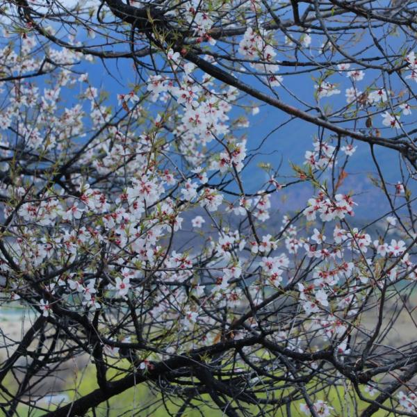 人間桃花源！林芝桃花有多絕？
