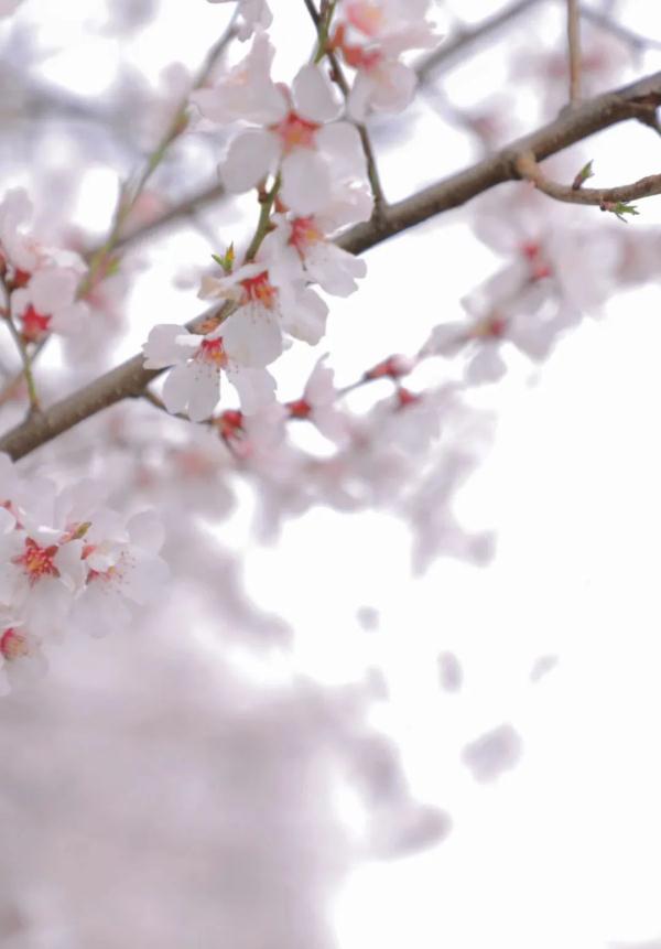 人間桃花源！林芝桃花有多絕？