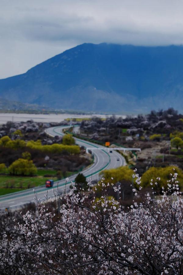 人間桃花源！林芝桃花有多絕？