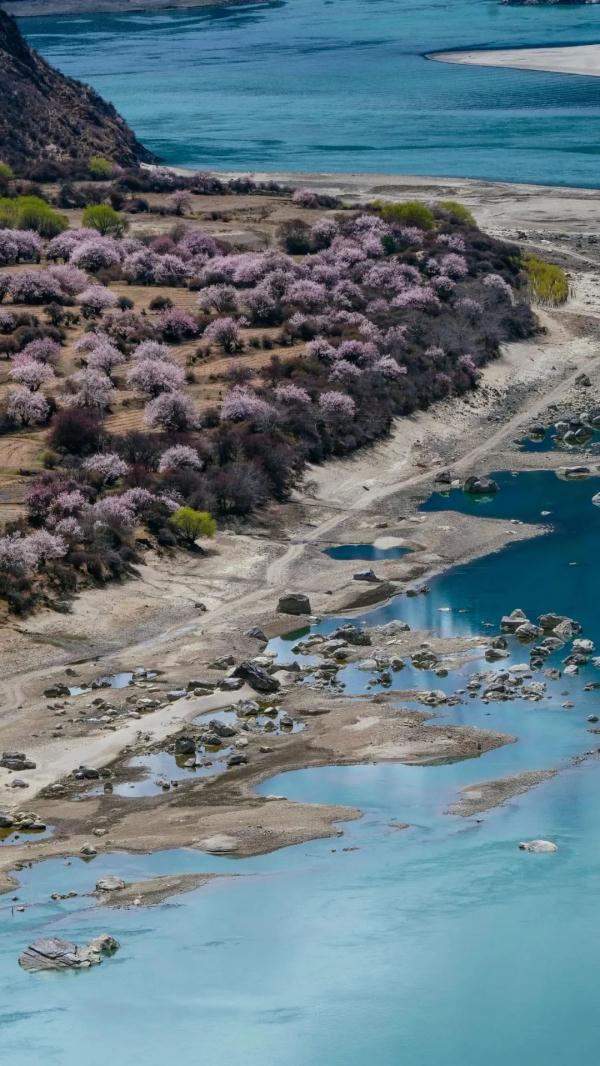 人間桃花源！林芝桃花有多絕？