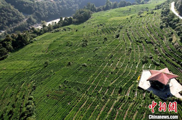 圖為西藏林芝市墨脫縣果果塘大拐彎附近的茶田。(無人機照片) 李林 攝