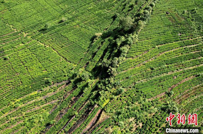 圖為西藏林芝市墨脫縣果果塘大拐彎附近的茶田。(無人機照片) 李林 攝