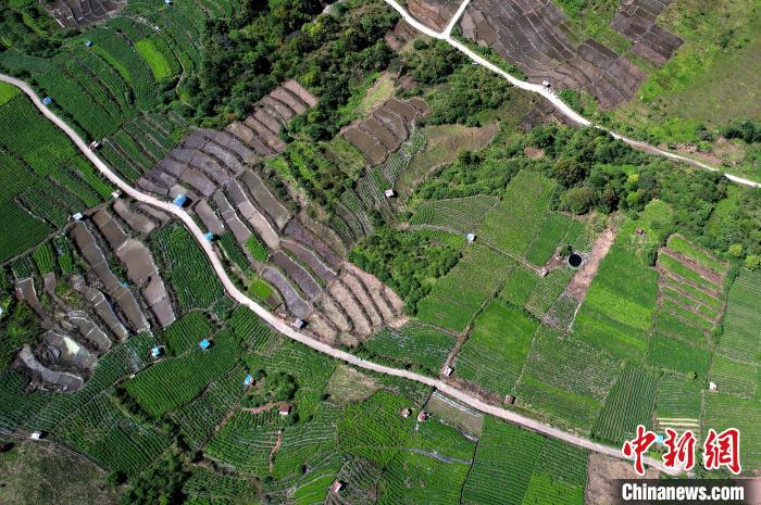 圖為西藏林芝市墨脫縣城附近的茶田。(無人機照片) 李林 攝