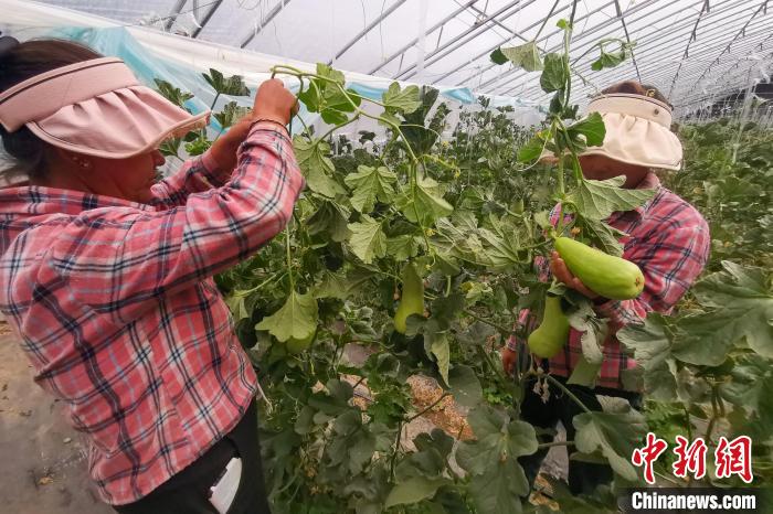 工作人員打理高原溫室大棚?！⒔ㄜ?攝