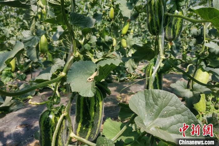 圖為西藏康馬縣大棚內(nèi)的博洋九號甜瓜。　劉建軍 攝