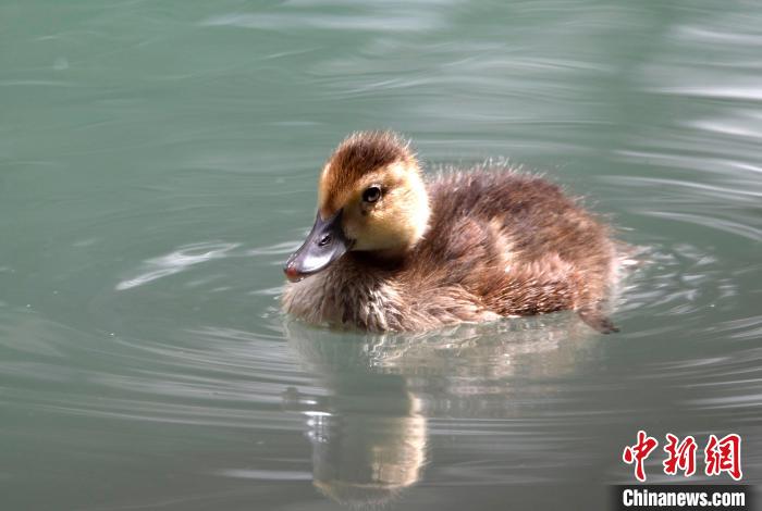 圖為6月22日，棲息在拉魯濕地的白眼潛鴨?！±盍?攝