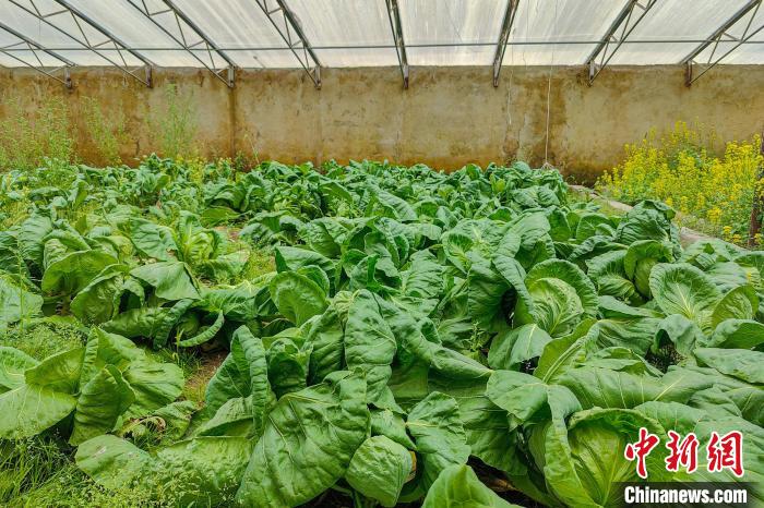 公珠湖執(zhí)勤點(diǎn)的大棚蔬菜，種菜是該執(zhí)勤點(diǎn)輪換民警們的日常?！↓埿▲P 攝