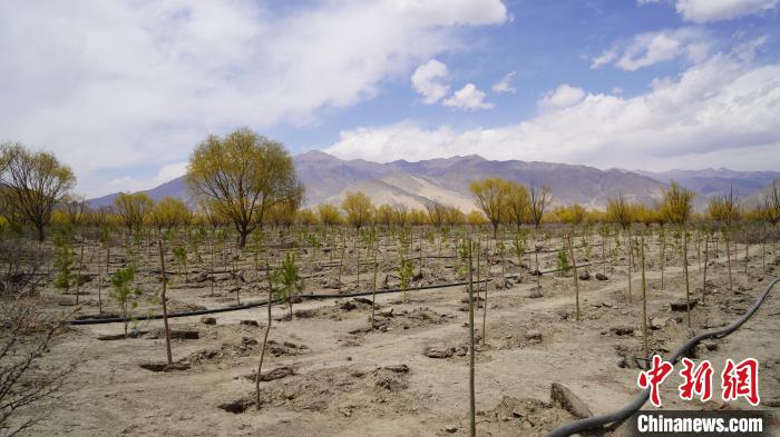 圖為位于乃東區(qū)雅魯藏布江河畔的“民族團(tuán)結(jié)同心林”已初具雛形?！∧藮|融媒供圖