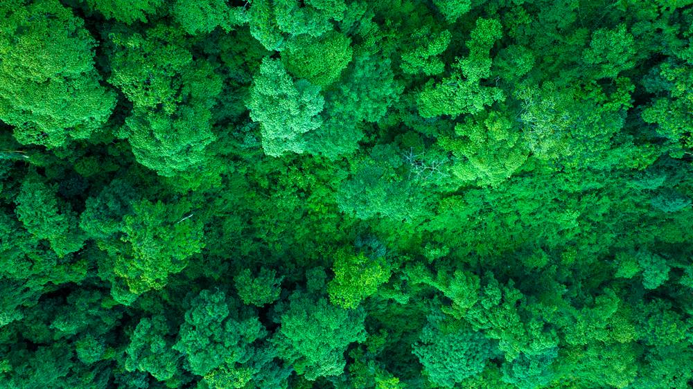 森林覆蓋率達(dá)到50%以上，滿目皆綠。益西曲批攝