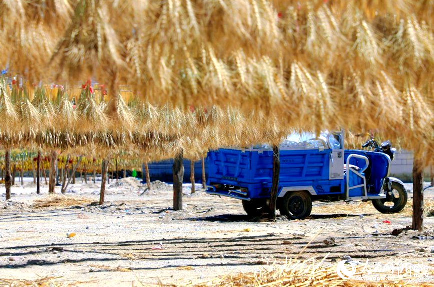 金燦燦的秋天，都是收獲。  人民網(wǎng) 李海霞攝