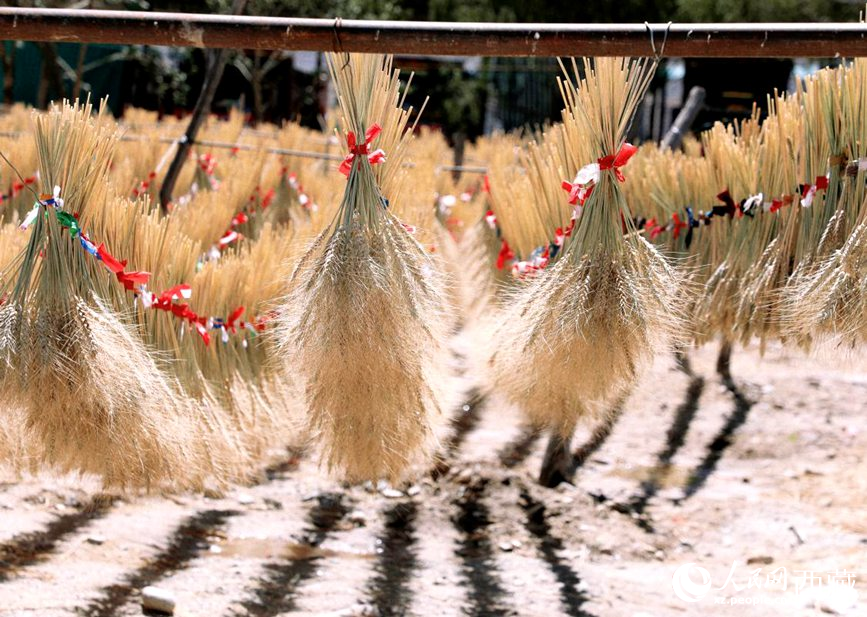 整個(gè)村莊沉浸在收獲的喜悅中。人民網(wǎng) 李海霞攝