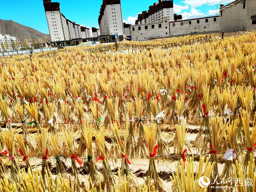 整個(gè)村莊沉浸在收獲的喜悅中。人民網(wǎng) 李海霞攝