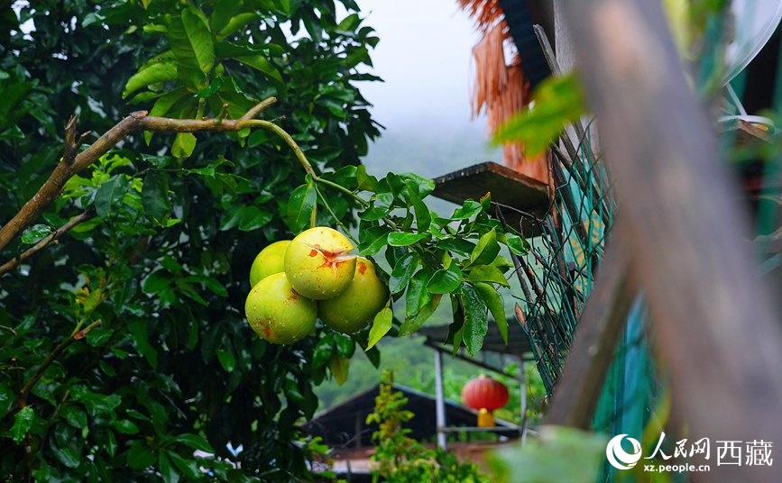墨脫縣德興鄉(xiāng)德興村庭院果樹飄香。