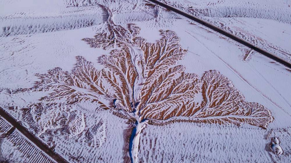 雪中“大樹”。邊巴多吉攝