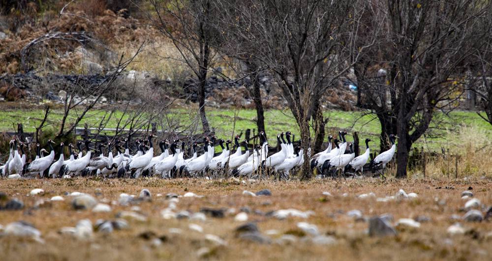 黑頸鶴在濕地上閑庭信步。索多攝