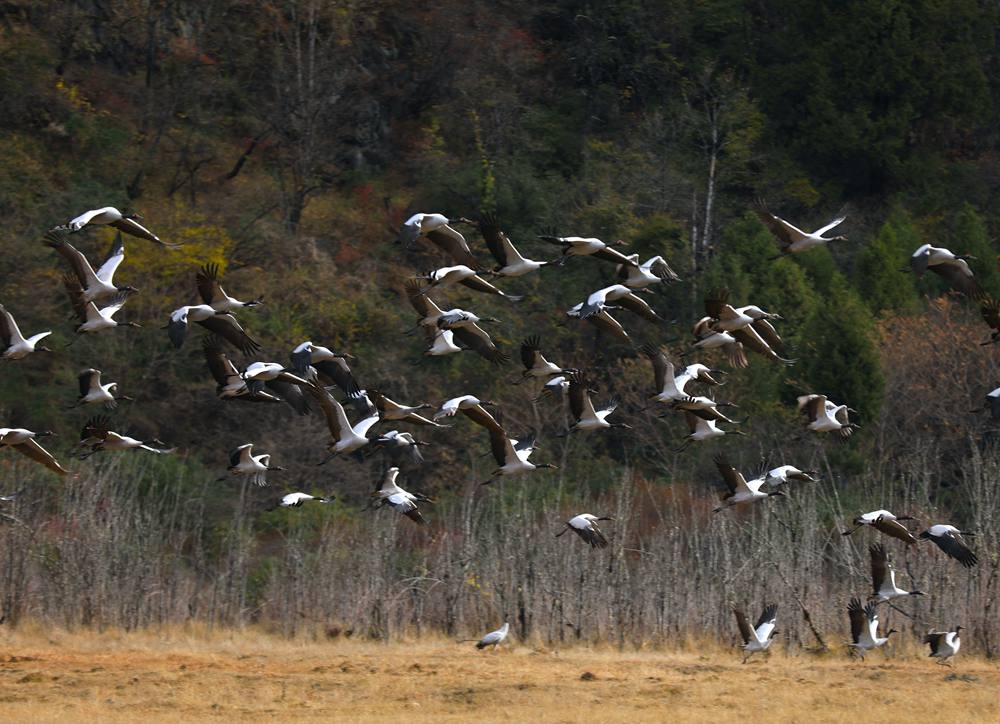 黑頸鶴蹁躚起舞美如畫。益西旦增攝