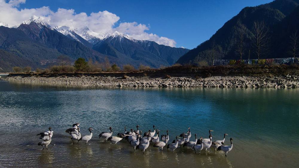 河中嬉戲的黑頸鶴。益西旦增攝