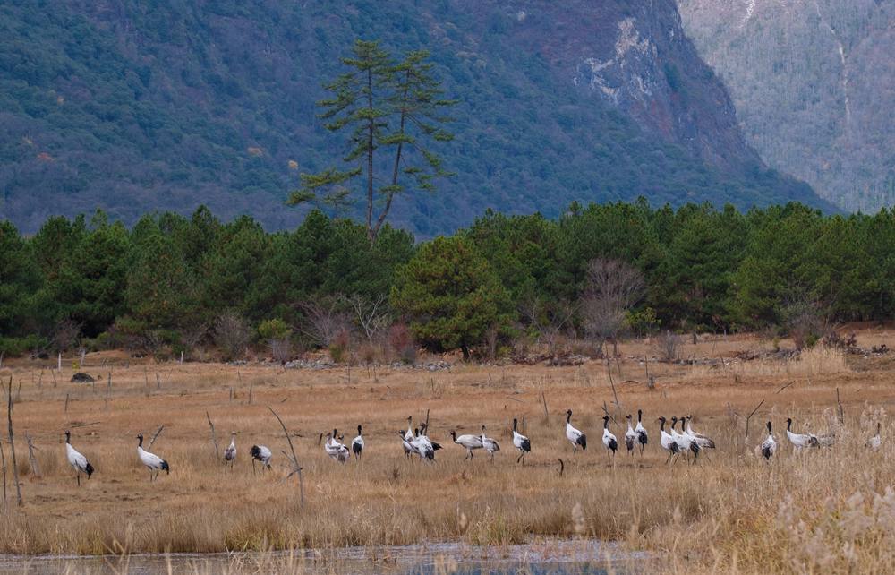 覓食中的黑頸鶴。扎頓攝