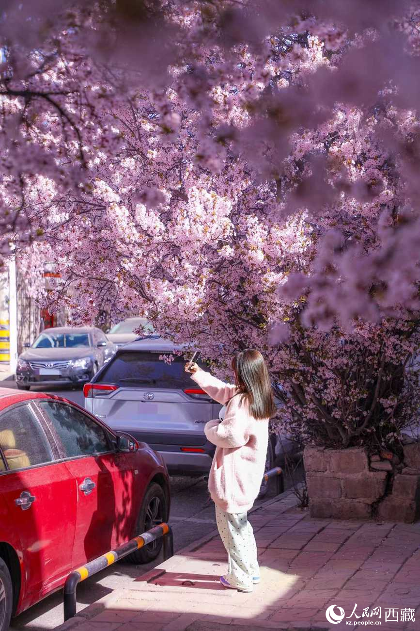 桃林下，拉薩市民游客樂享春光。人民網(wǎng)記者 次仁羅布攝