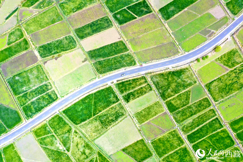 無(wú)人機(jī)視角下的西藏山南市瓊結(jié)農(nóng)田。人民網(wǎng)記者 次仁羅布攝