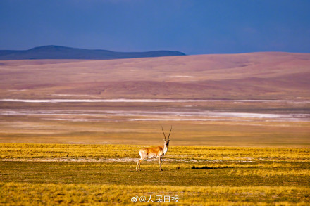 可愛(ài)壁紙上新！藏羚羊就是高原上的精靈吧