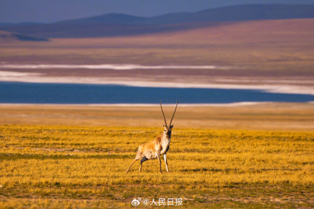 可愛(ài)壁紙上新！藏羚羊就是高原上的精靈吧