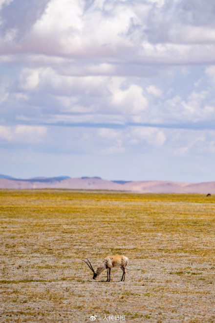 可愛(ài)壁紙上新！藏羚羊就是高原上的精靈吧