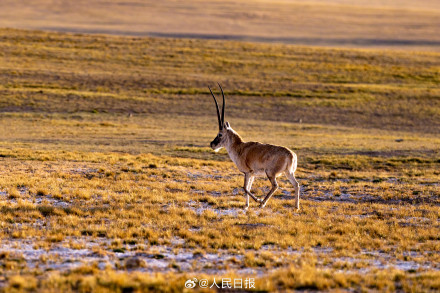 可愛(ài)壁紙上新！藏羚羊就是高原上的精靈吧