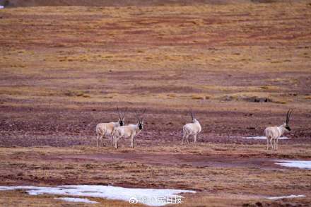 可愛(ài)壁紙上新！藏羚羊就是高原上的精靈吧