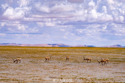 可愛(ài)壁紙上新！藏羚羊就是高原上的精靈吧