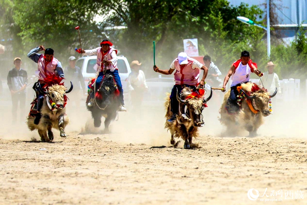 拉薩首屆農(nóng)牧民運(yùn)動(dòng)會(huì)上的賽牦牛比賽。