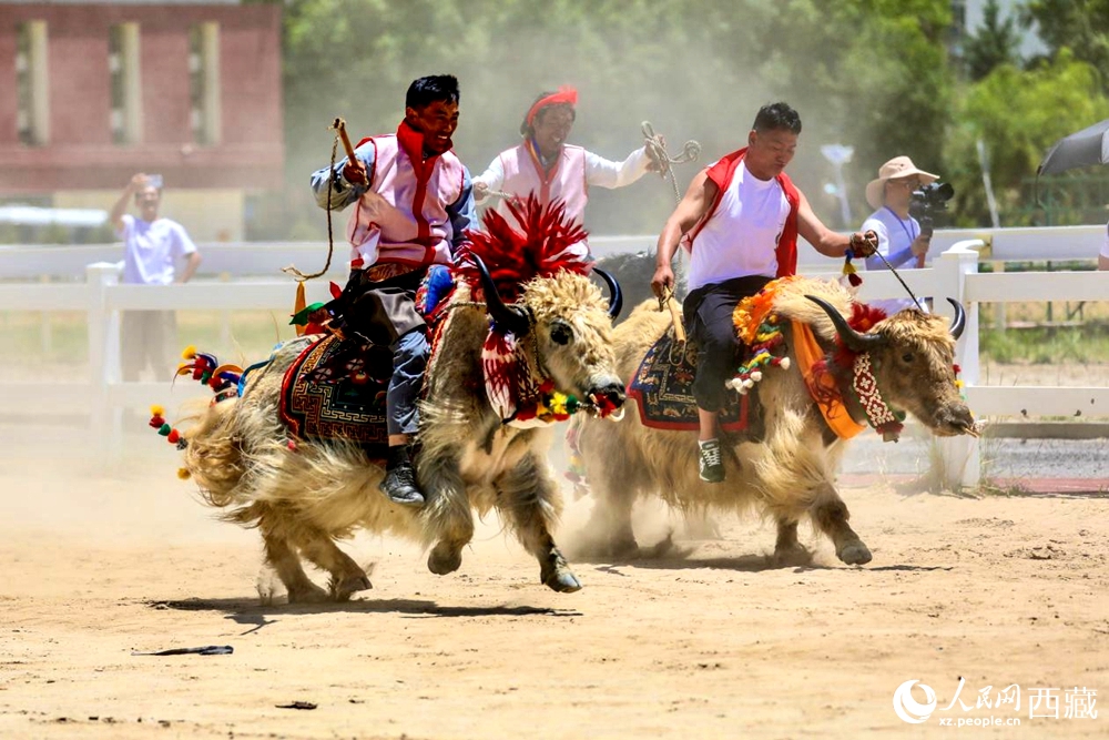 拉薩首屆農(nóng)牧民運(yùn)動(dòng)會(huì)上的賽牦牛比賽。