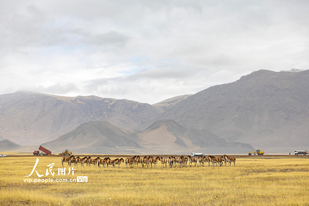 西藏阿里：高原公路建設(shè)忙【7】