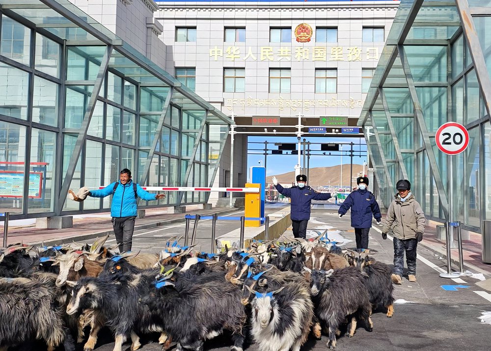 海關(guān)關(guān)員監(jiān)管驗放出口活羊。次旺久美攝