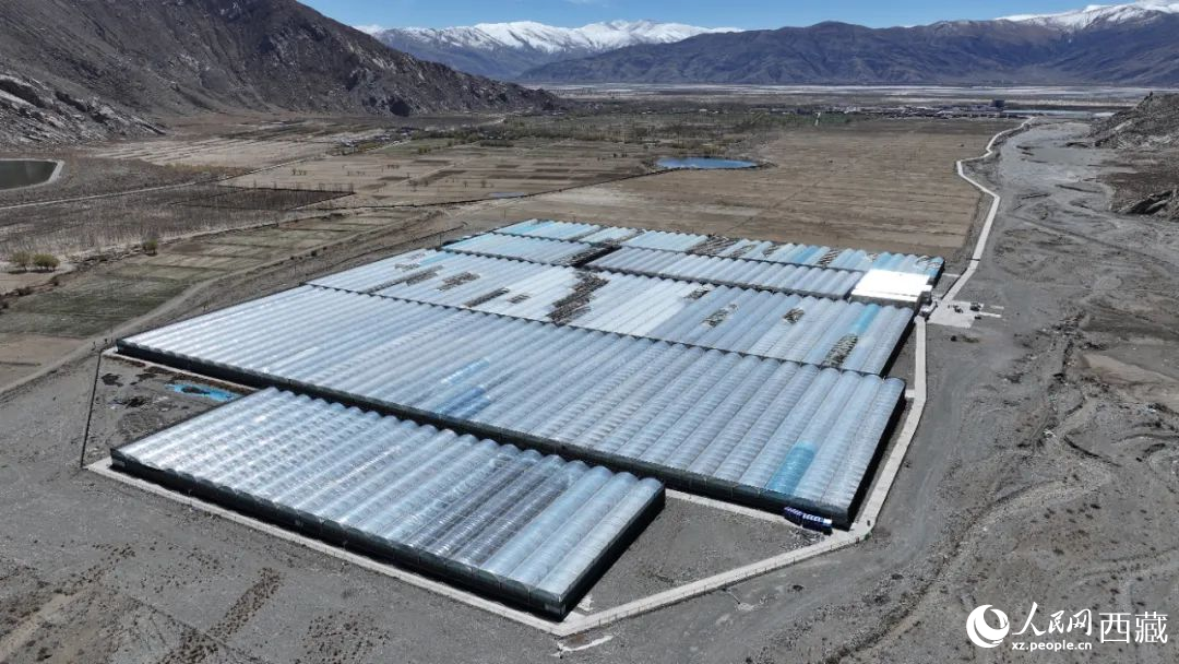 戈壁田園全景。次仁龍布攝