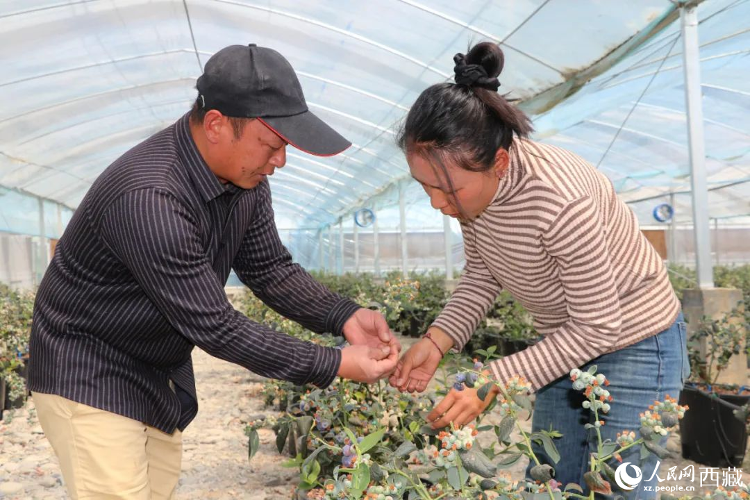 技術(shù)員劉家平和措姆在溫室大棚檢查藍(lán)莓的長勢(shì)。次仁龍布攝