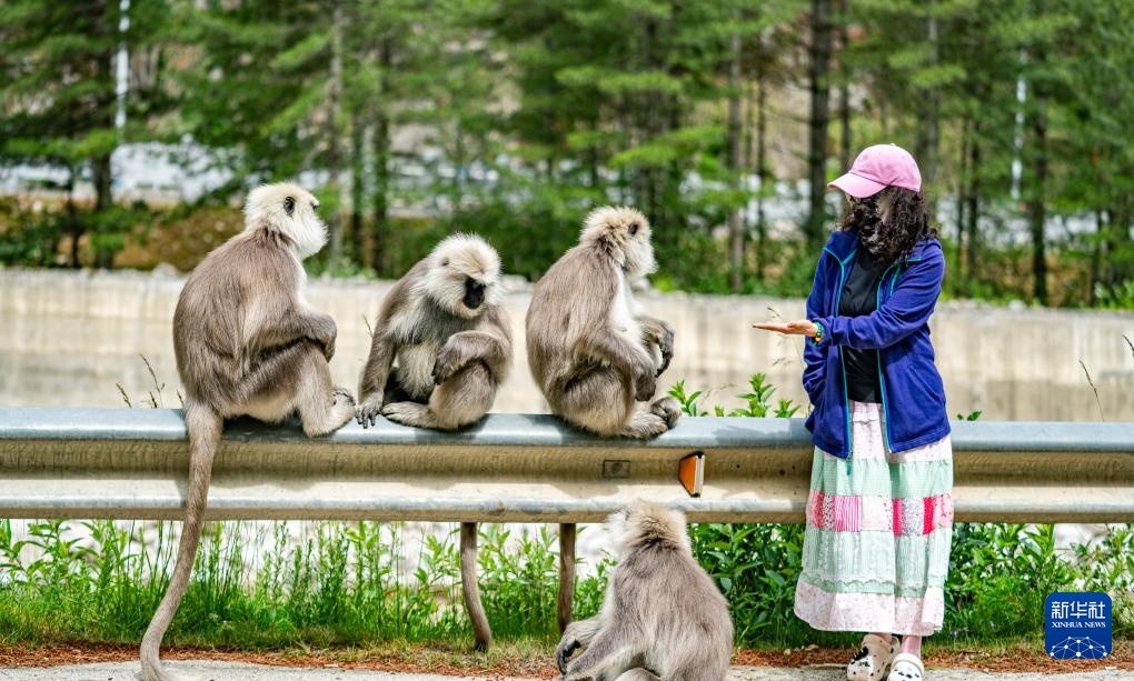 西藏亞東：長尾葉猴下山“會客”