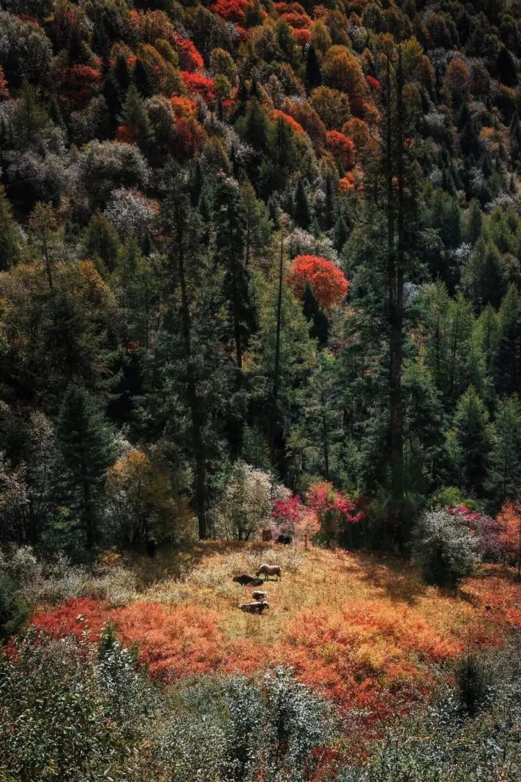 懂西藏的人，一定不會(huì)錯(cuò)過林芝的秋天