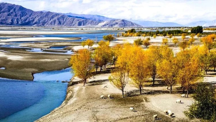 懂西藏的人，一定不會(huì)錯(cuò)過林芝的秋天