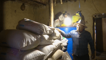 青稞“蛻變”，牦?！俺鋈Α保】次鞑剞r(nóng)牧民的“十四五”豐收答卷