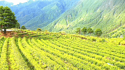 青稞“蛻變”，牦牛“出圈”！看西藏農(nóng)牧民的“十四五”豐收答卷