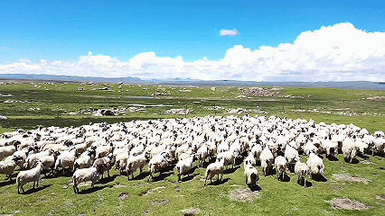 青稞“蛻變”，牦牛“出圈”！看西藏農(nóng)牧民的“十四五”豐收答卷