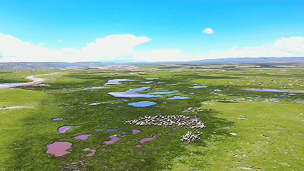 青稞“蛻變”，牦牛“出圈”！看西藏農(nóng)牧民的“十四五”豐收答卷