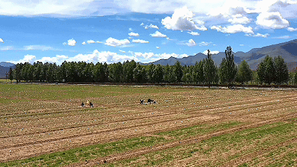 青稞“蛻變”，牦牛“出圈”！看西藏農(nóng)牧民的“十四五”豐收答卷