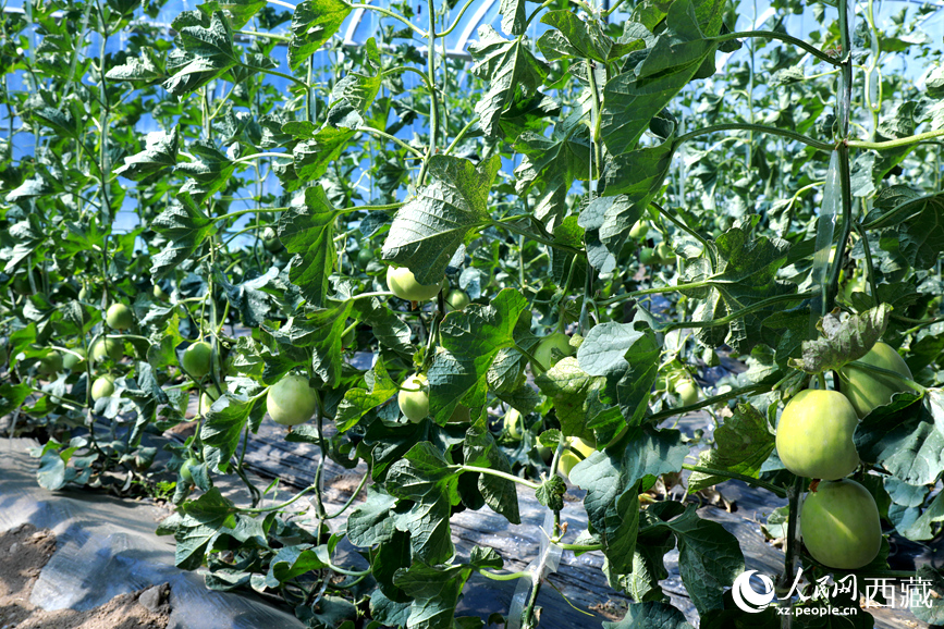 溫室中種植的瓜類作物果實(shí)累累。人民網(wǎng)記者 吳雨仁攝