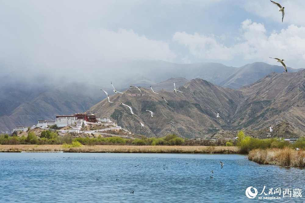 拉魯濕地呈現(xiàn)一幅流動(dòng)的國(guó)風(fēng)畫(huà)卷。曹曦元攝