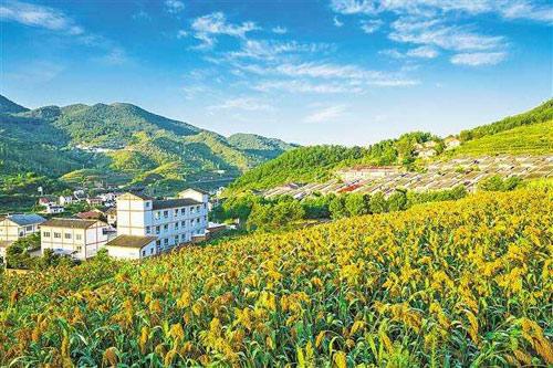 【理上網(wǎng)來o輝煌十九大】鄉(xiāng)村振興戰(zhàn)略：更綜合、全面、系統(tǒng)的發(fā)展戰(zhàn)略