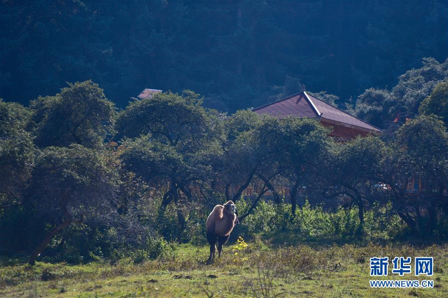 （全面建成小康社會“百城千縣萬村調研行”·圖文互動）（8）青?？柎澹骸肮夤鞔濉钡娜A麗轉身