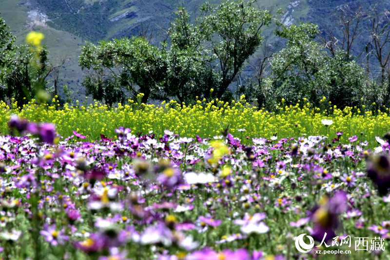 油菜花與格?；ㄏ嘤吵扇?。人民網(wǎng) 李海霞攝