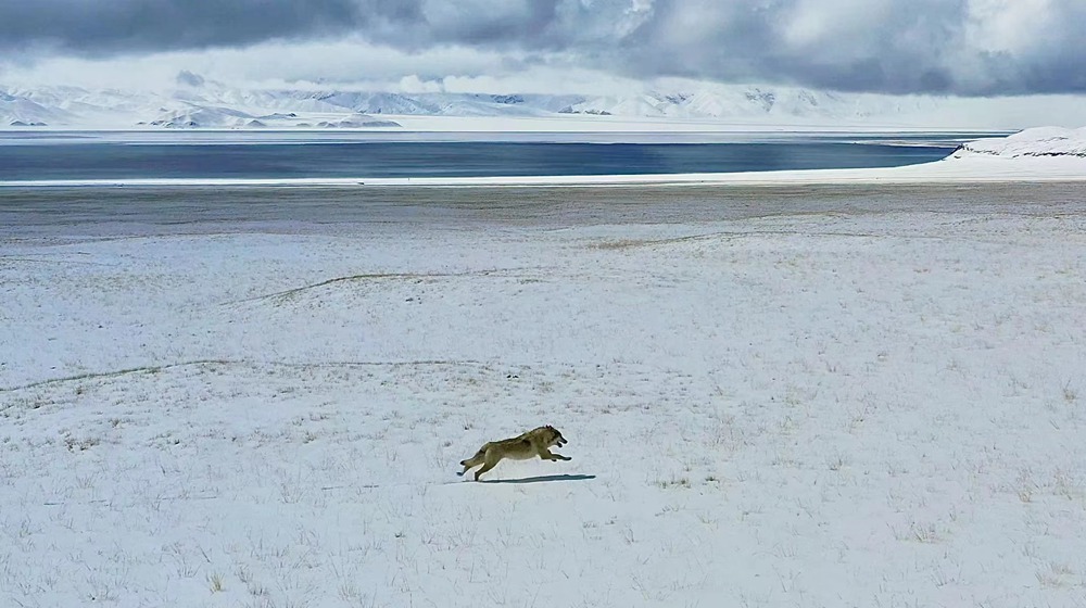 雪地里疾馳的阿里“狼”。